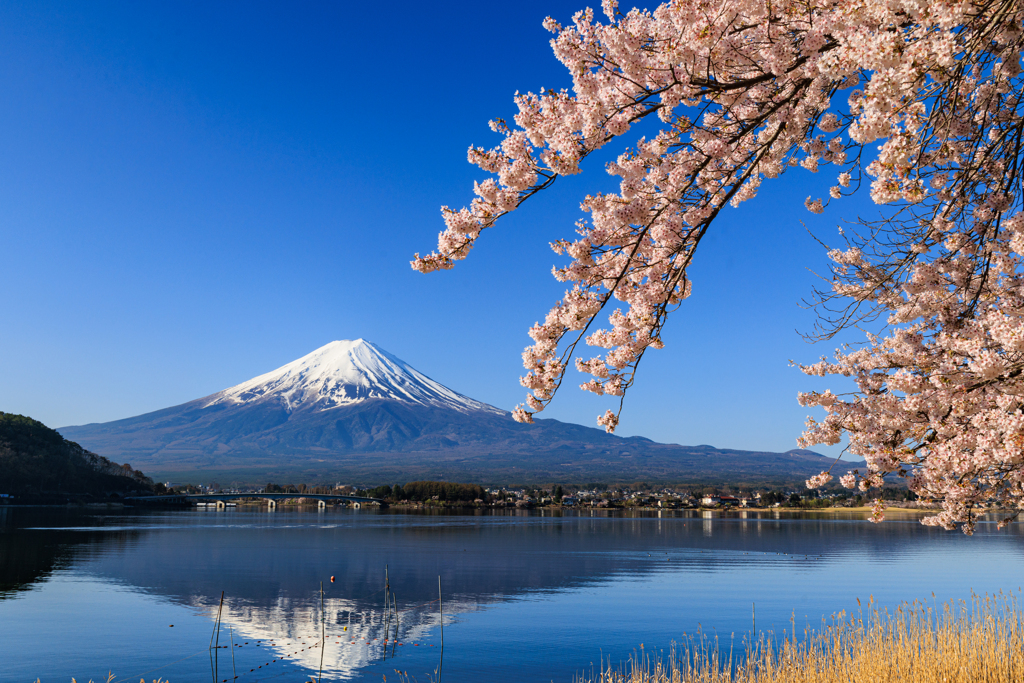 河口湖円形ホール付近　富士と桜　その5