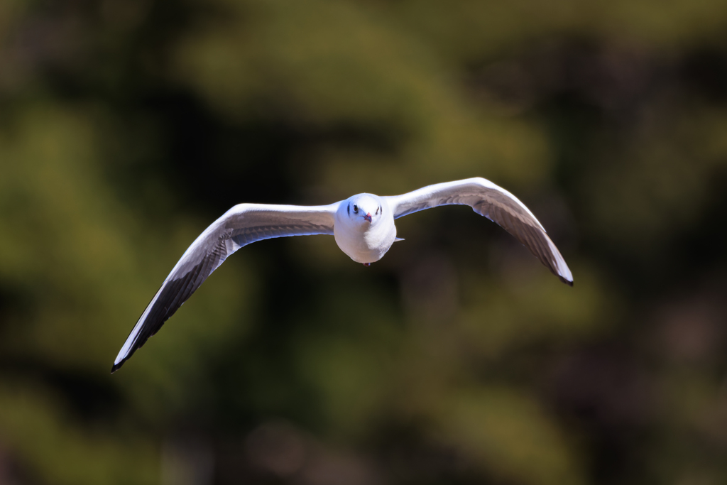 ユリカモメ 飛翔