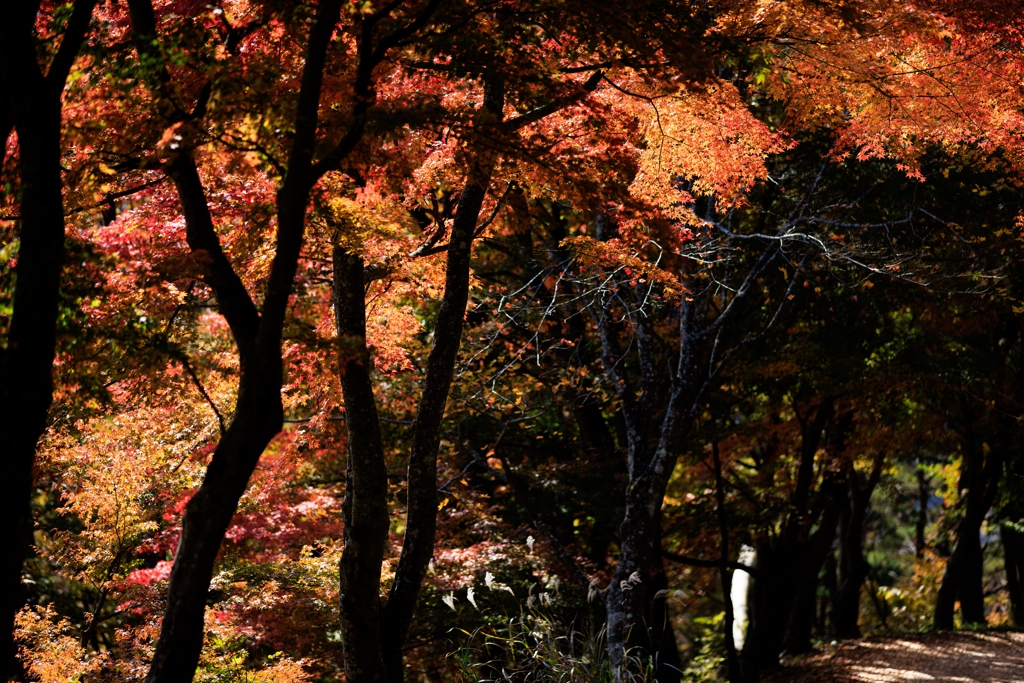 紅葉隧道