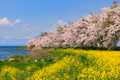 桜と菜の花と残雪の山々