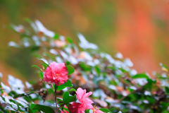 山茶花？