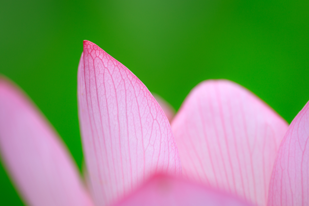 花びら～