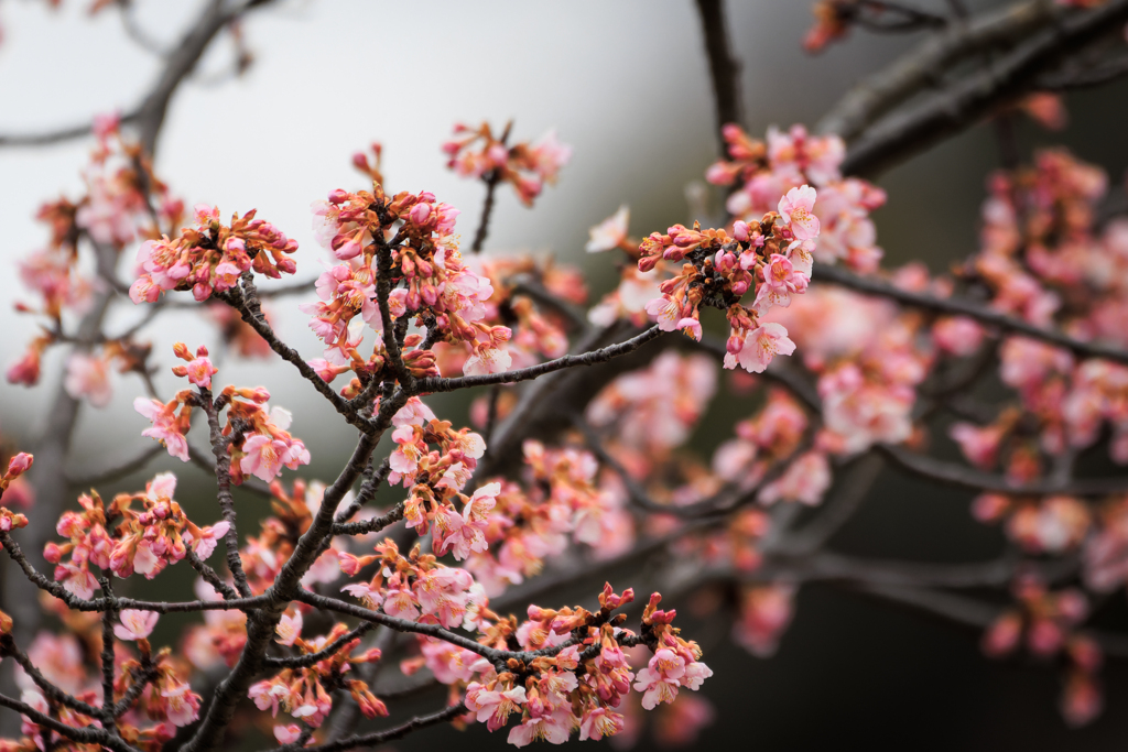 これからの河津桜