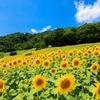 三ノ倉高原　ひまわり畑