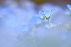 ふんわりブルー