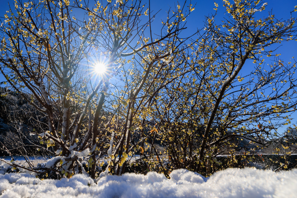 ウニウニに照らされる