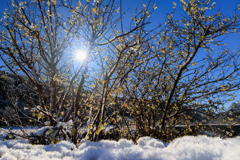 ウニウニに照らされる