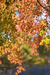 135mmF2でお写んぽ　その４