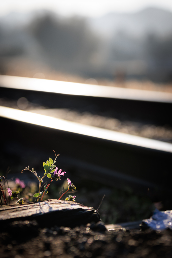 線路際に・・