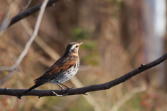 ツグミ 見上げる