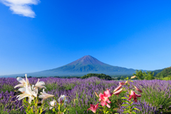 富士山とラベンダー　快晴！