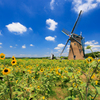 オランダ風車&ひまわり