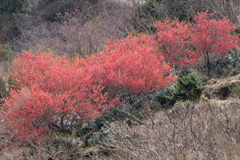 山肌に紅梅