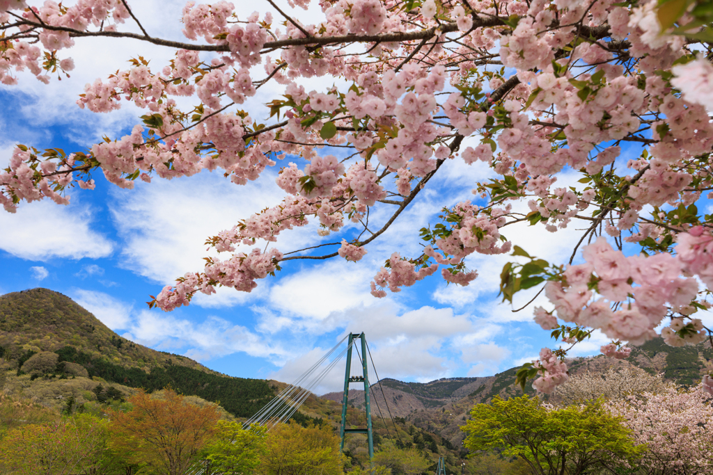 もみじ谷大吊橋　桜のれん