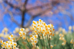 水仙 陽光受ける