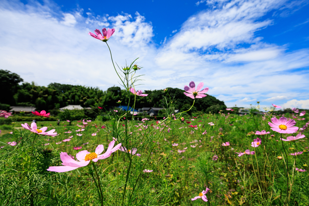 梅雨？夏？秋？(^-^;