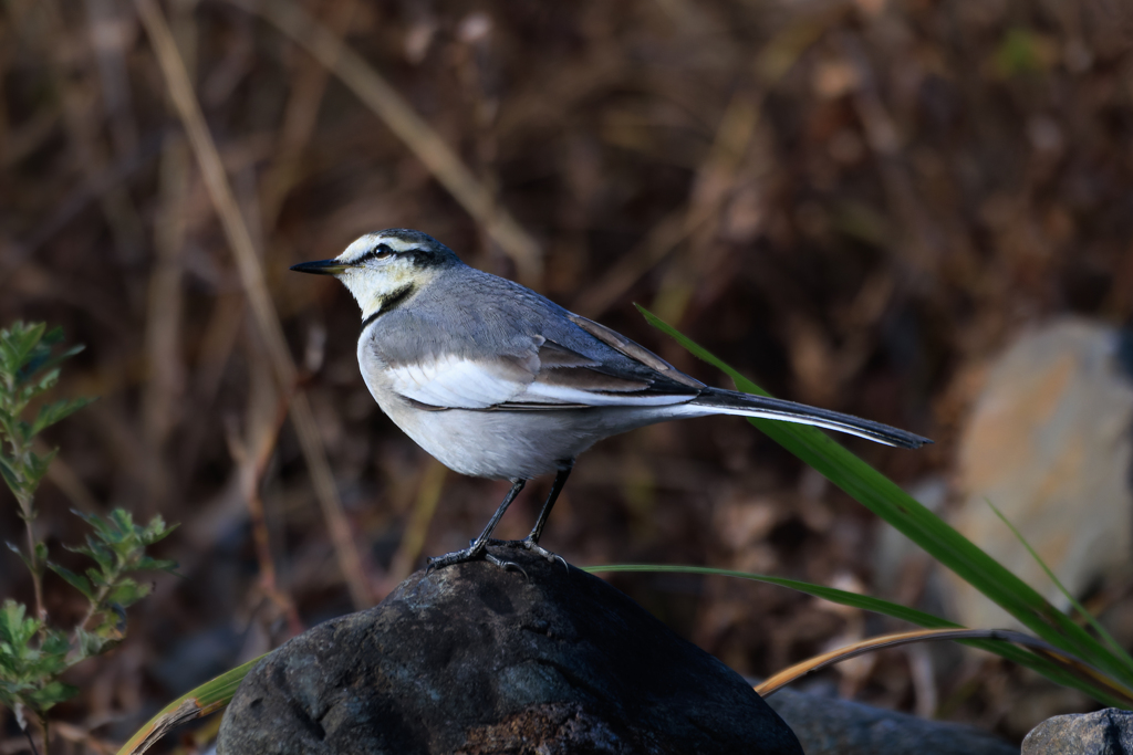 お写んぽ ハクセキレイ
