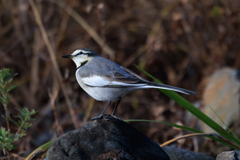 お写んぽ ハクセキレイ