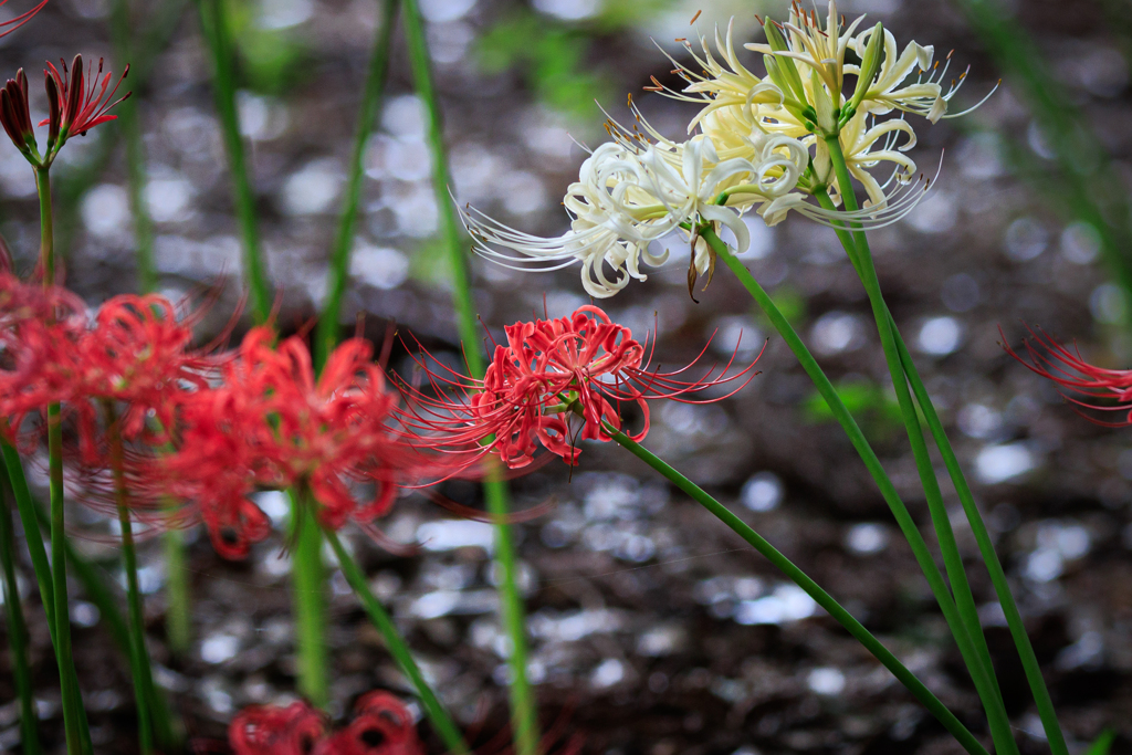 彼岸花　玉ボケを添えて・・