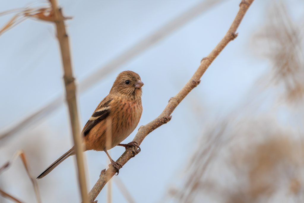 ベニマシコ 若♂かな？