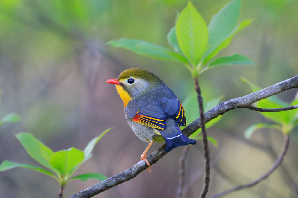 早朝ソウシチョウ その２