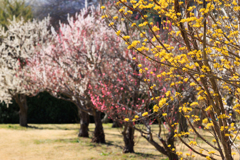 公園お写んぽ 春色揃えました＾＾