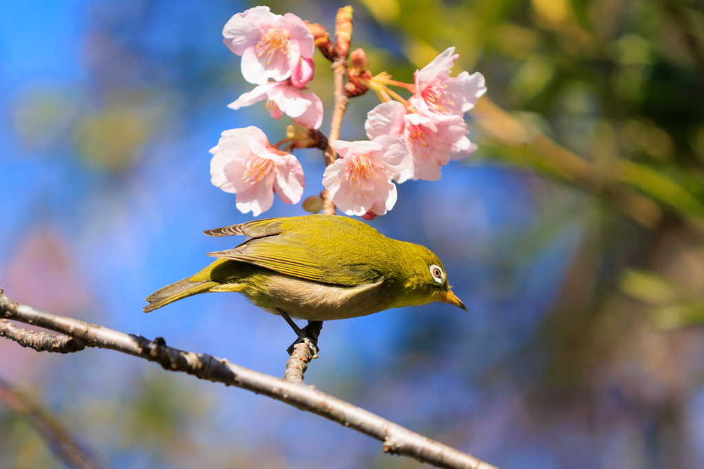 サクジロー アッチもいいなぁ
