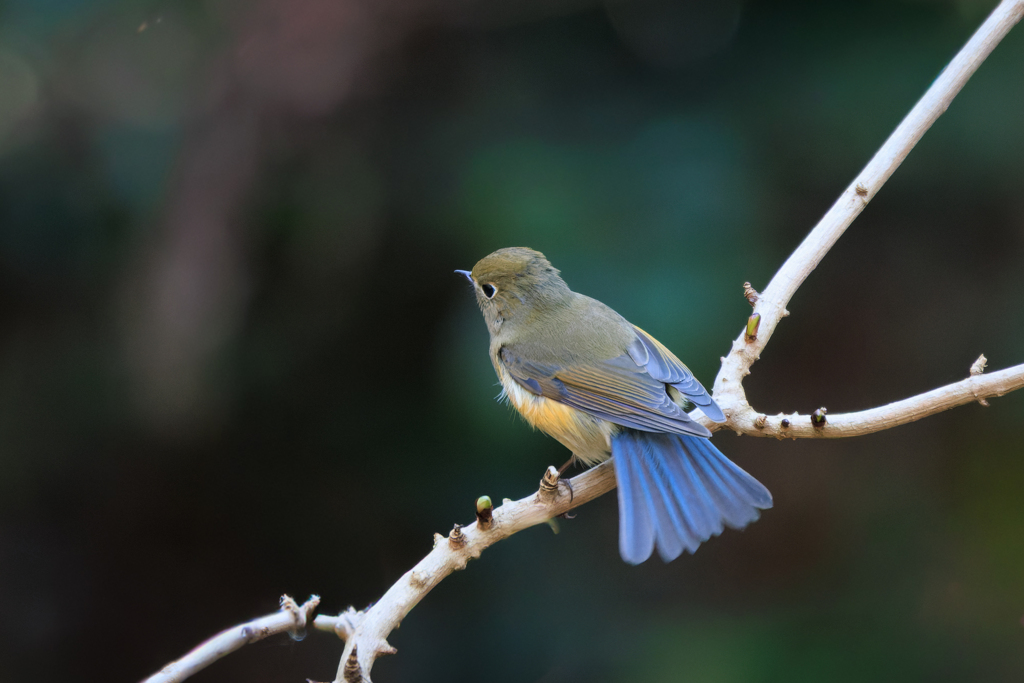 ルリ娘？その１