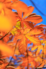 135mmF2でお写んぽ　その２