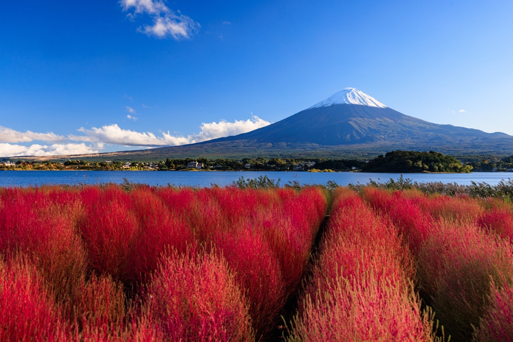 富士山とコキア　おかわりその１