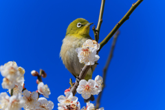 ウメジロー コサージュ