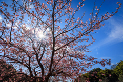 公園お写んぽ 河津桜