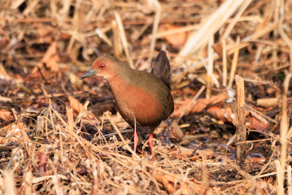 お久しぶり、ヒクイナさん～