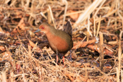 お久しぶり、ヒクイナさん～