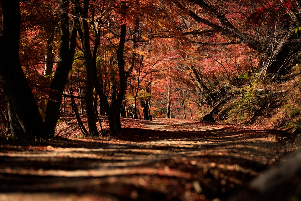 紅葉台下り　紅葉隧道