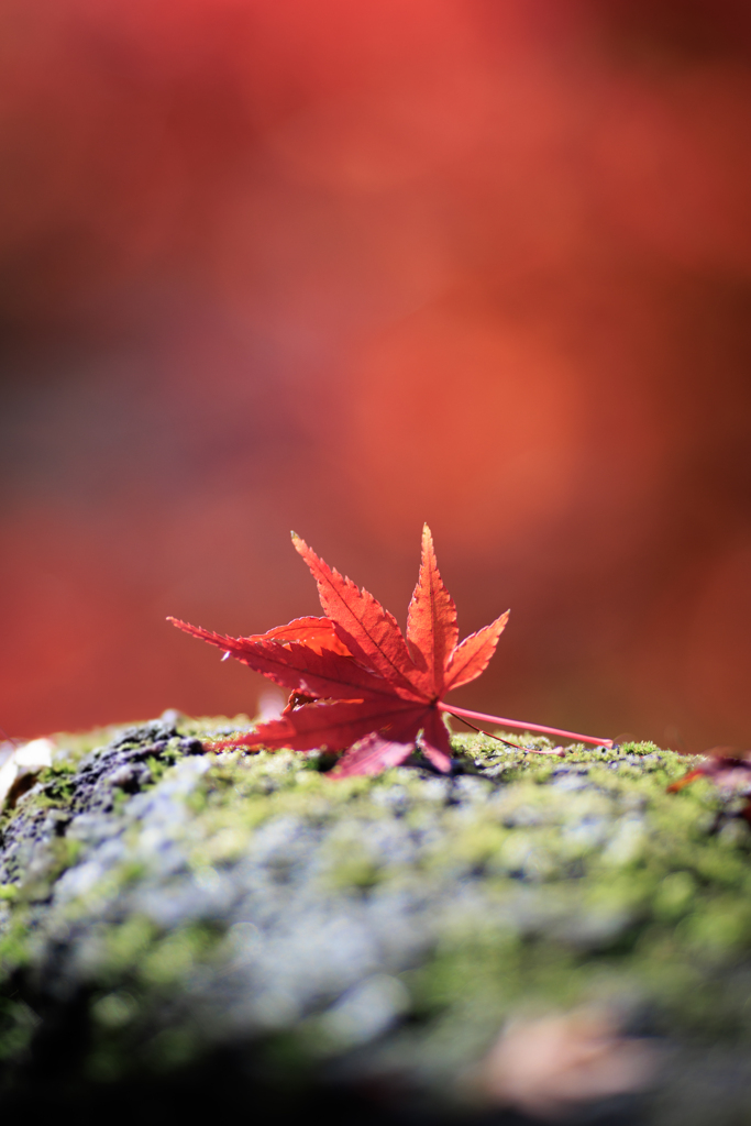 苔絨毯の上に・・