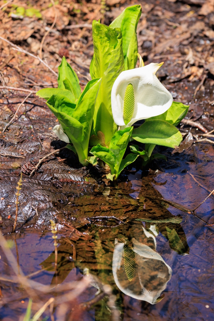 水芭蕉