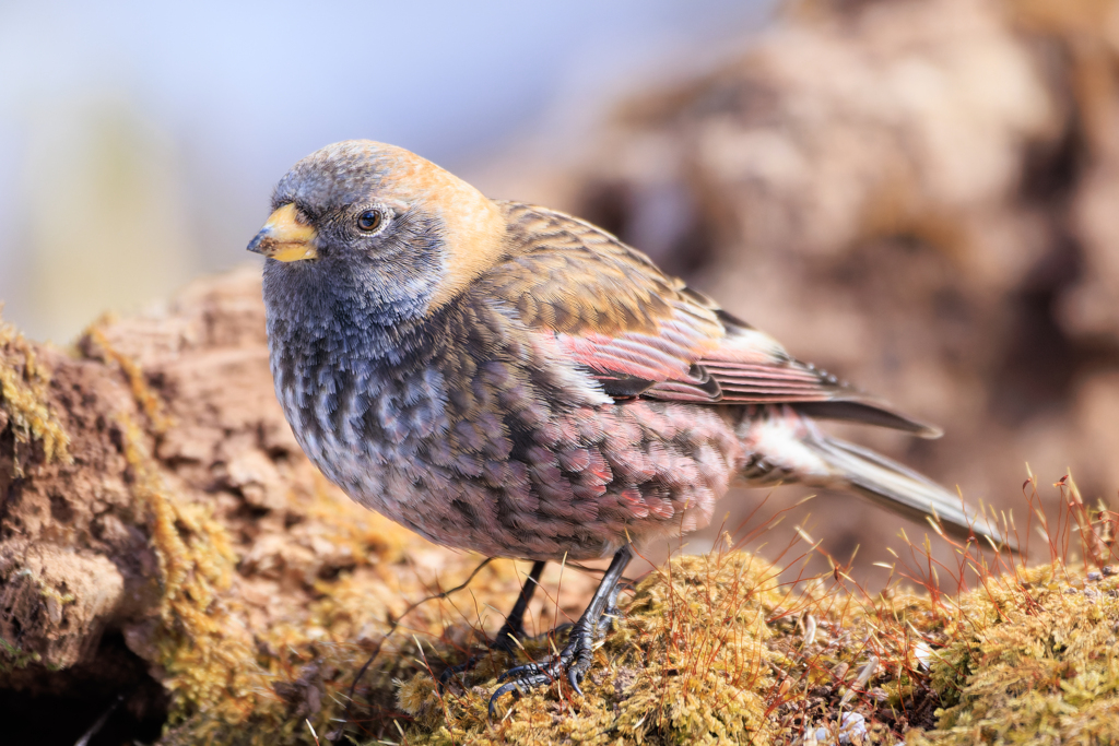 ハギマシコ祭りヽ(^o^)丿 その4