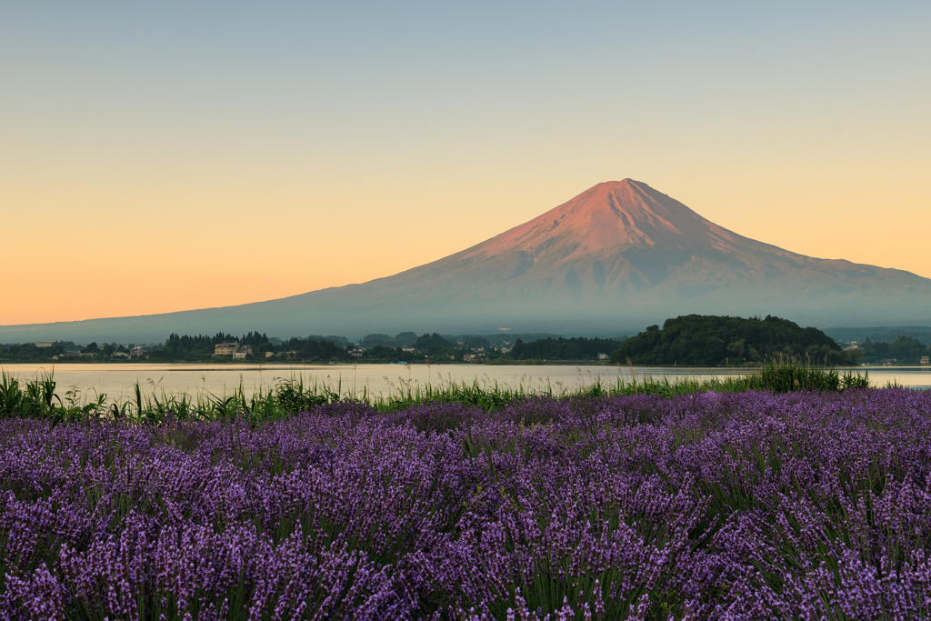 富士山とラベンダー　朝焼け