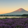 富士山とラベンダー　朝焼け