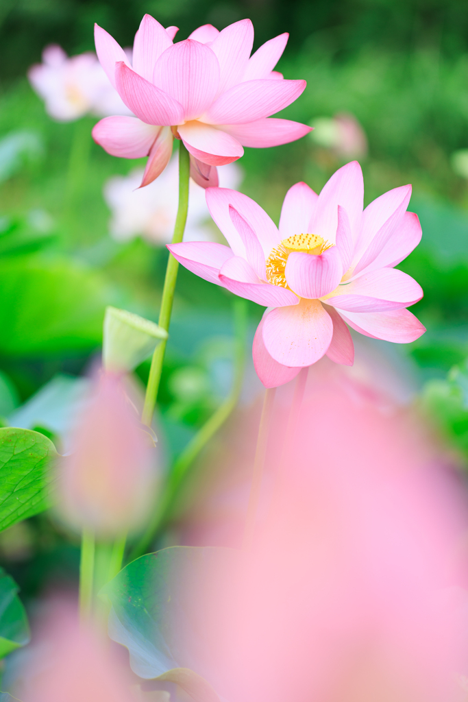 蓮の花　その２