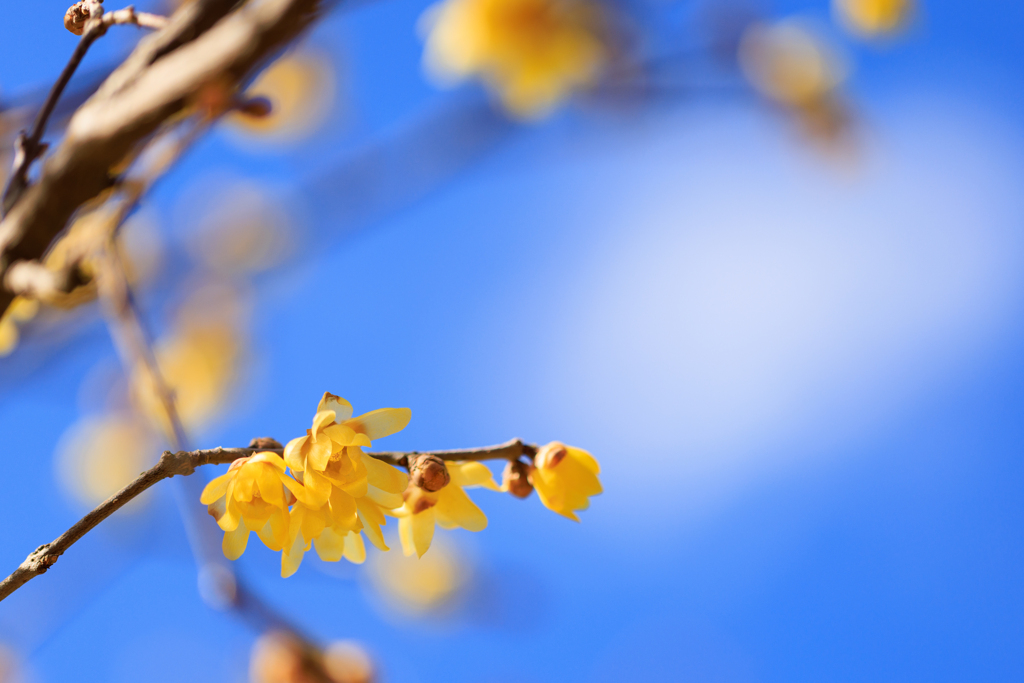 蝋梅　青空と白い雲