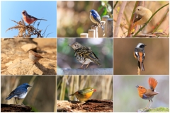 2025ダイジェスト 野鳥編