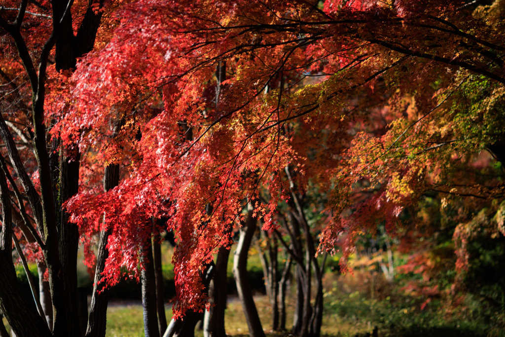 公園お写んぽ 紅葉隧道