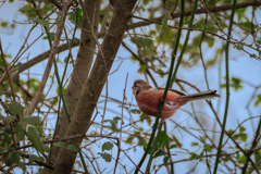 ベニマシコ 証拠写真 その１