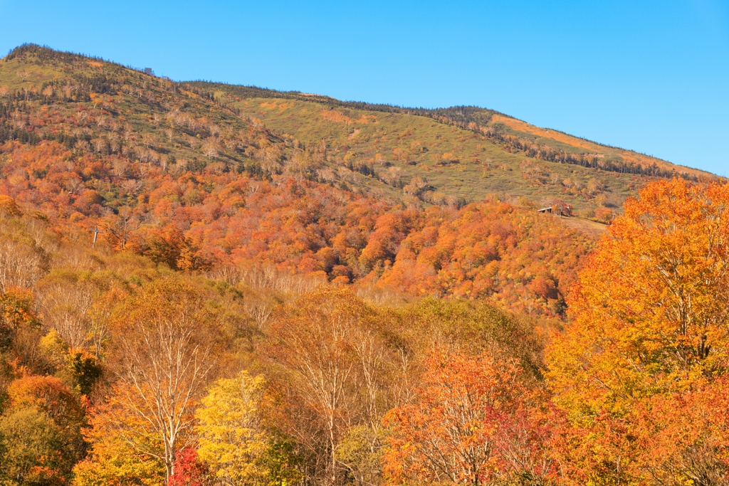 田代スキー場の紅葉 その１