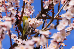 公園お写んぽ ウメジロー食べ放題？