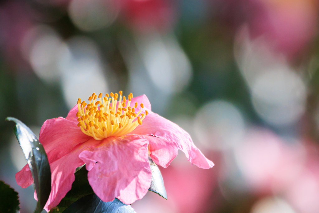 山茶花
