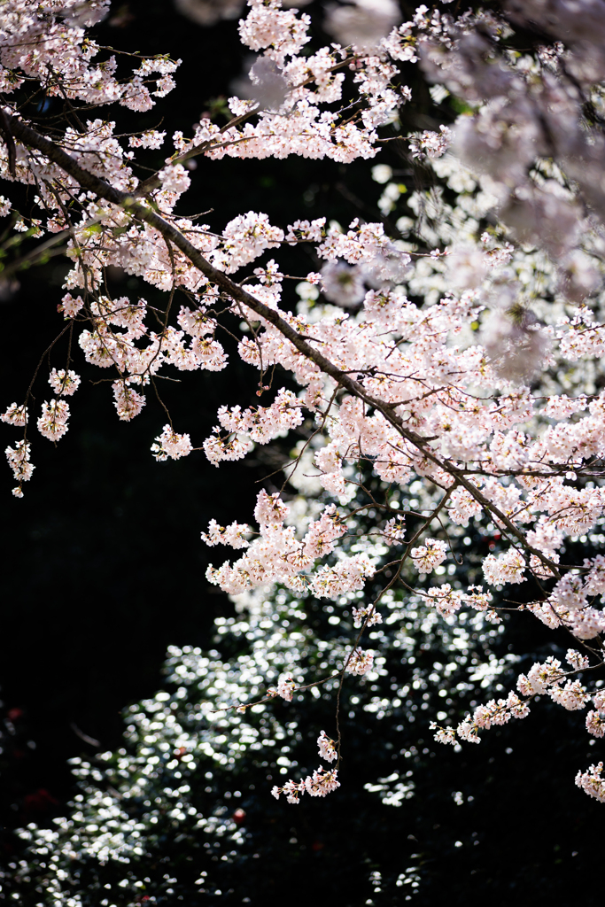 キラキラの中で　花札みたい？＾＾