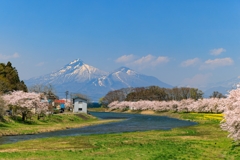 舟津川より 桜並木と磐梯山 その１